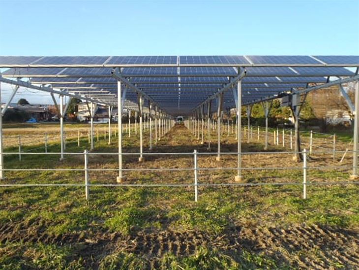Agri Voltaic Farming